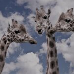 drei Giraffen, die aussehen als würden sie sich unterhalten